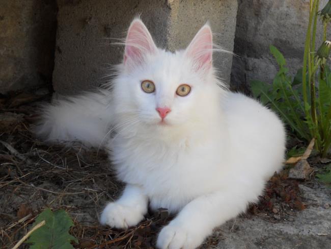 مجموعة من اجمل صور القطط الانجورا التركية