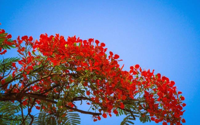 Fotos schöne rote Phönixblumen