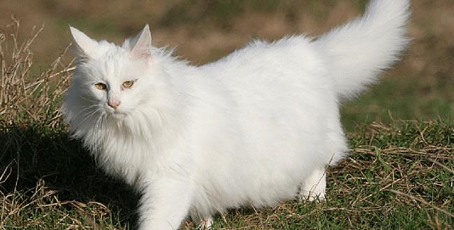 Colección de las imágenes más bellas del gato de angora turco