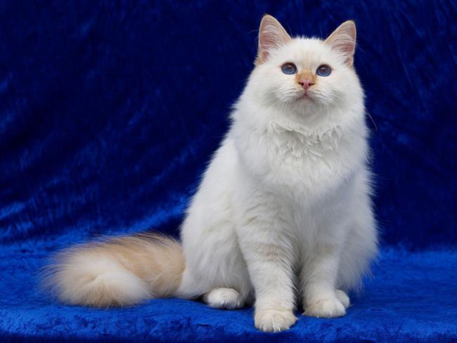 Koleksi gambar kucing Turki Angora paling indah