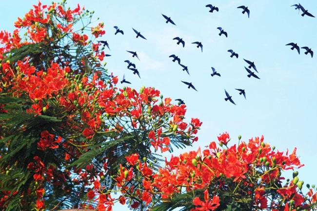 صور زهور طائر الفينيق الحمراء الجميلة