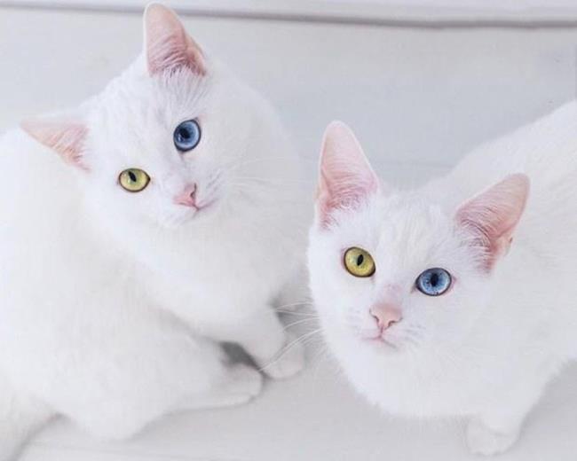 Zbiór najpiękniejszych zdjęć kotów tureckiej angory