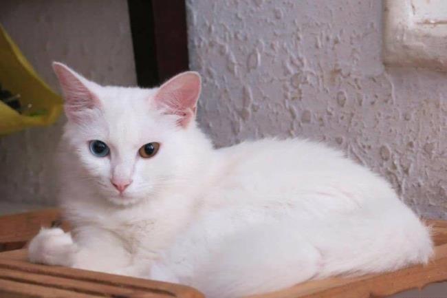 Colecție de cele mai frumoase poze cu pisica Angora turcească