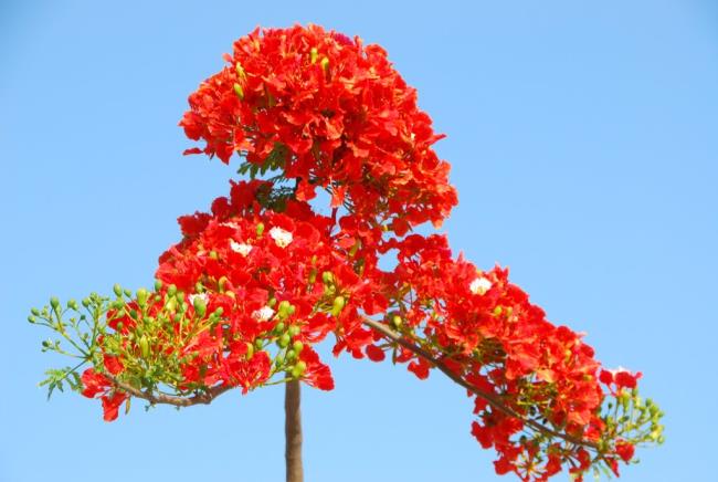 Fotos schöne rote Phönixblumen