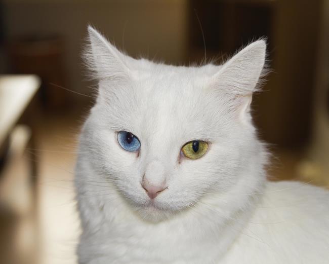 가장 아름다운 터키 앙고라 고양이 사진 모음