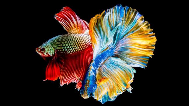 Summary of some beautiful aquarium images