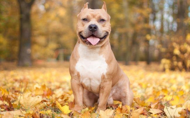 Collection of the most beautiful Pitbull images