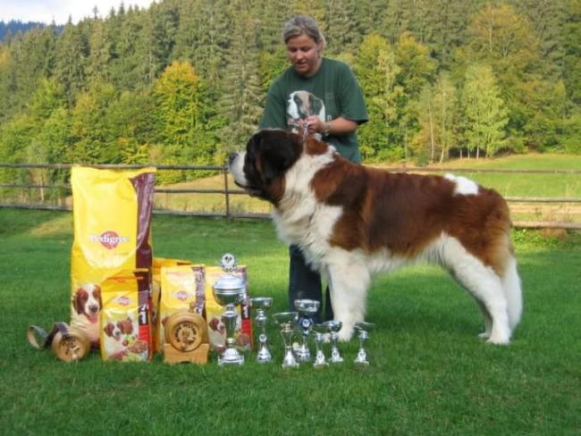 la plus grande race de chien au monde