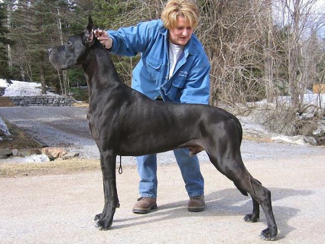 the largest dog breed in the world