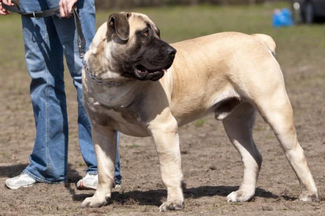 la raza de perro más grande del mundo