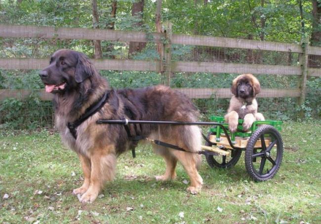 la plus grande race de chien au monde