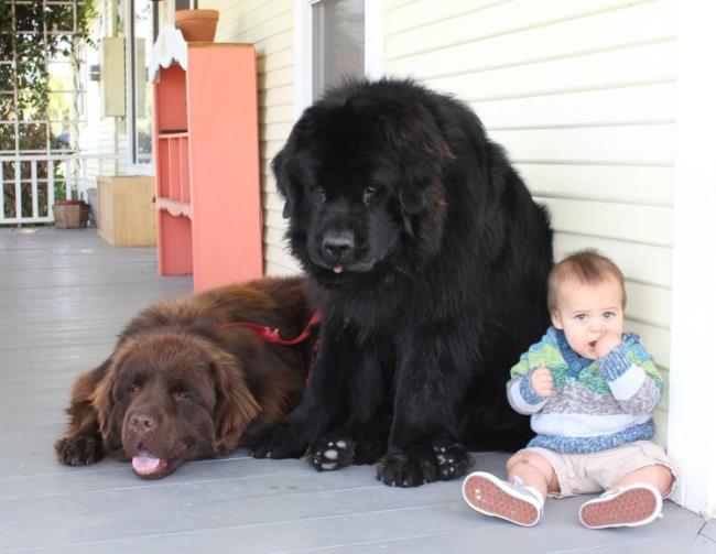 the largest dog breed in the world