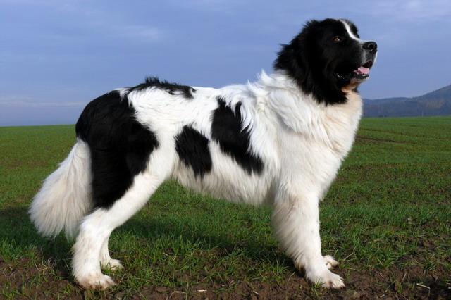 la raza de perro más grande del mundo