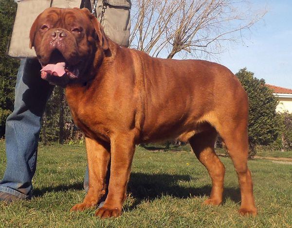 the largest dog breed in the world