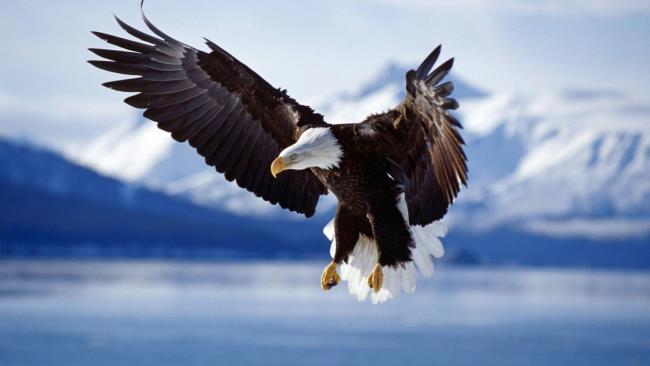 Beauty Wallpapers: Beautiful Eagle Flying wallpapers