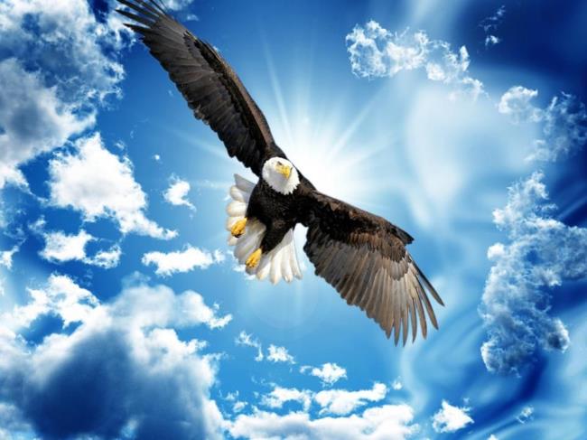 Eagle Flying High in the Sky | Eagle pictures, Eagle painting, Eagle images