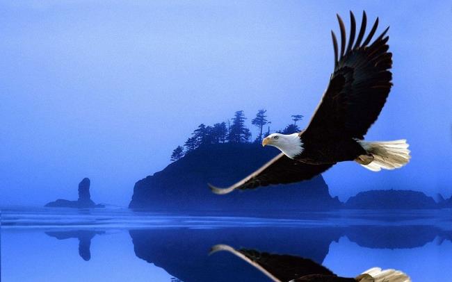 beautiful eagles | Beautiful Eagle Wallpaper 1440x900 Wallpapers,Eagle  1440x900 ... | Eagle images, Eagle pictures, Bald eagle