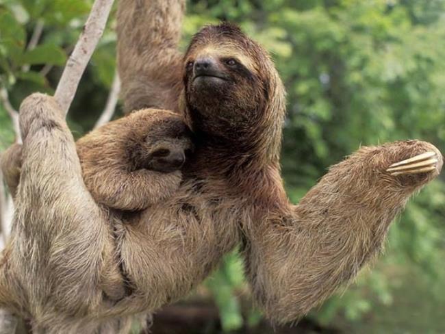 Oso Perezoso (lazy bear) Colombia | Sloth stuffed animal, Pictures of sloths,  Three toed sloth