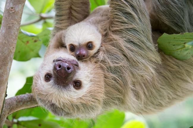 50 Irresistible Sloth Photos On The Internet