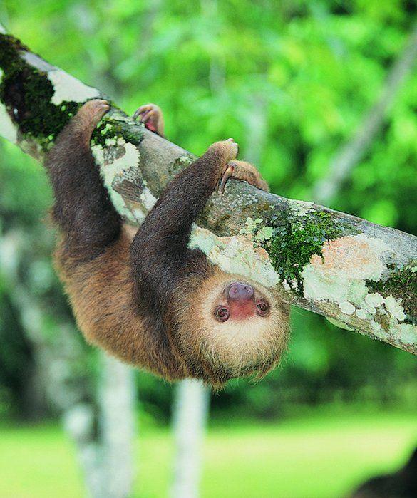 20 Laziest Animals | Lazy animals, Animals, Animals beautiful