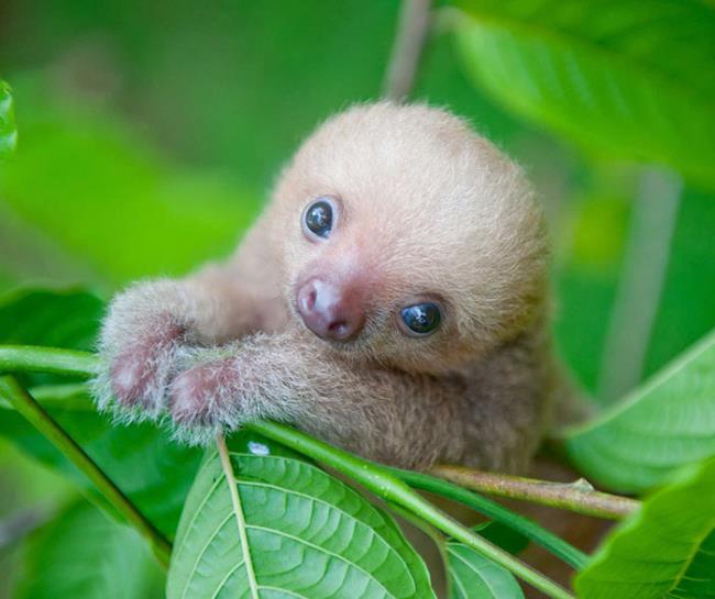 100 Unbearably Cute Sloth Pics To Celebrate The International Sloth Day |  Bored Panda