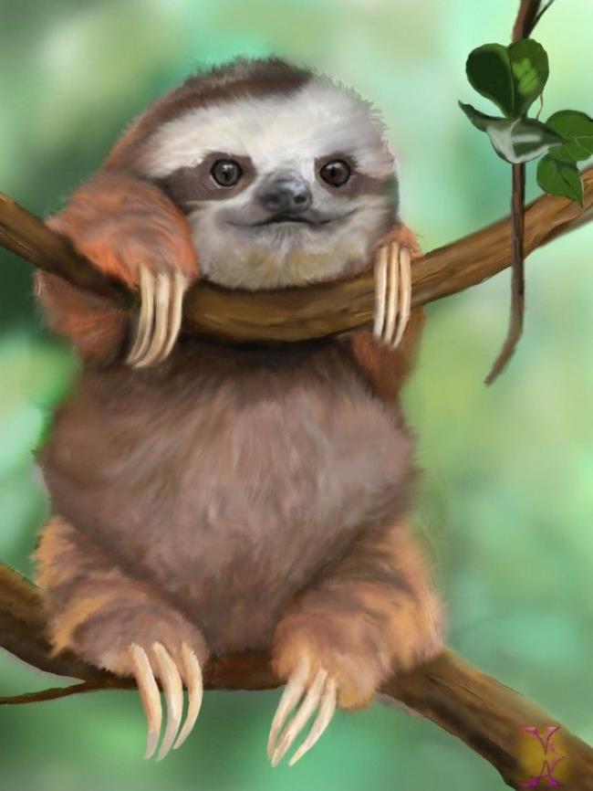sloth wallpaper computer