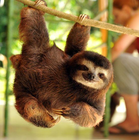 Hey Buddy — Cute Overload | Cute baby sloths, Cute animals, Cute sloth