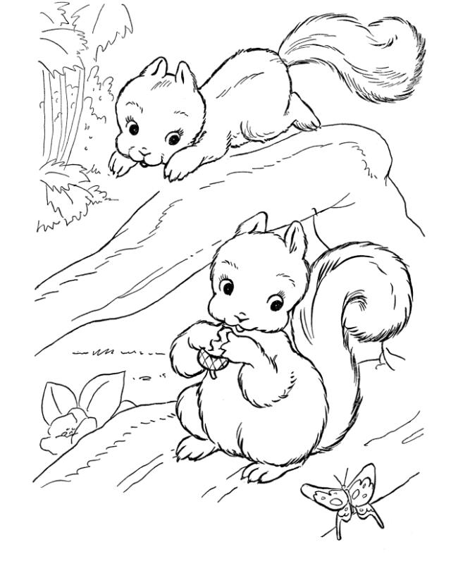 Free Printable Squirrel Coloring Pages For Kids | Squirrel coloring page,  Animal coloring pages, Farm animal coloring pages