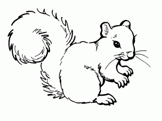 Free Printable Squirrel Coloring Pages For Kids | Squirrel coloring page,  Animal coloring pages, Squirrel clipart