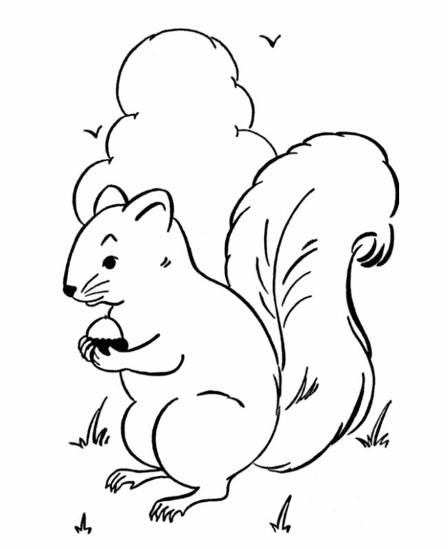 Baby Animal Coloring Pages Squirrel | Squirrel coloring page, Animal  coloring pages, Coloring pages
