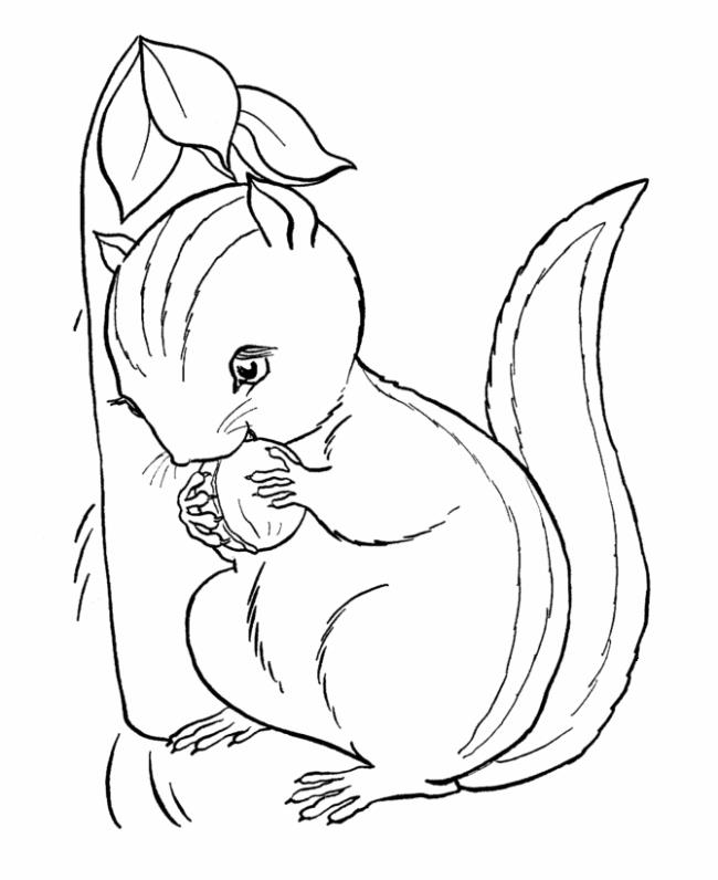 Chipmunk Coloring Pages - Best Coloring Pages For Kids | Squirrel coloring  page, Animal coloring pages, Butterfly coloring page