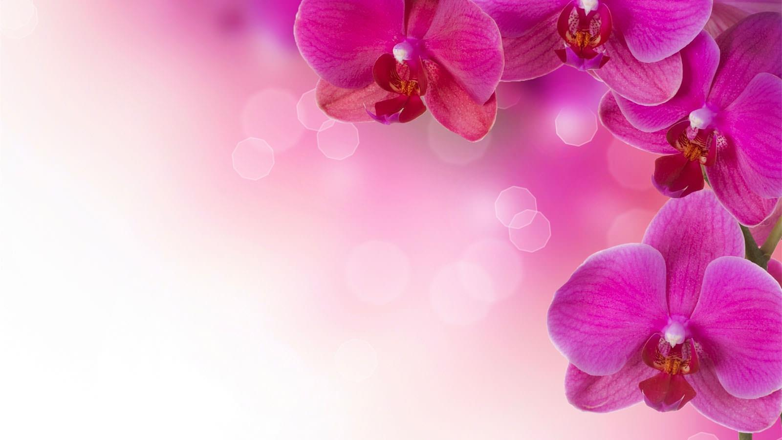 Beautiful flower theme powerpoint wallpapers