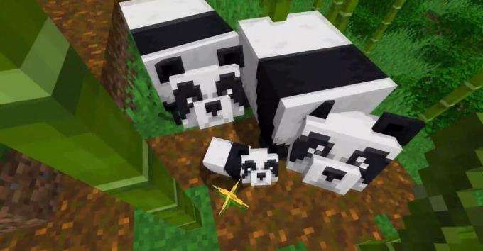 Minecraft: Wo finde ich Pandas