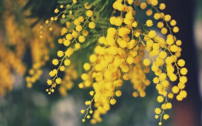 Kolekcja najpiękniejszych kwiatów mimozy
