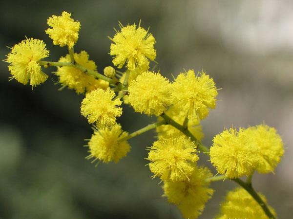 Collection of the most beautiful Mimosa flowers