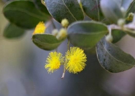 Raccolta dei più bei fiori di Mimosa