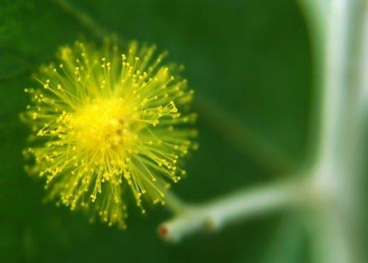 Koleksi bunga Mimosa yang paling indah