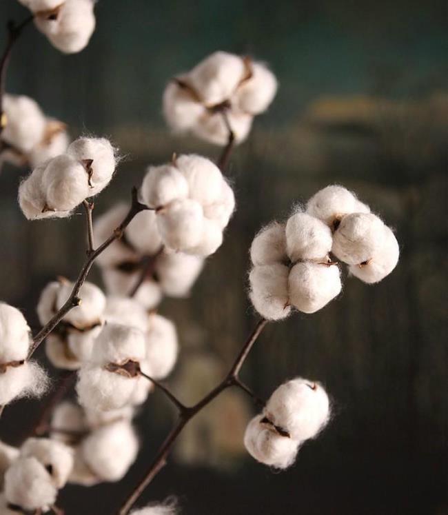 Sintesi delle più belle immagini di fiori di cotone: fiocchi di neve del cielo e della terra