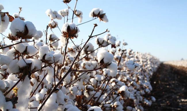 Synteza najpiękniejszych obrazów kwiatów bawełny - płatków śniegu nieba i ziemi