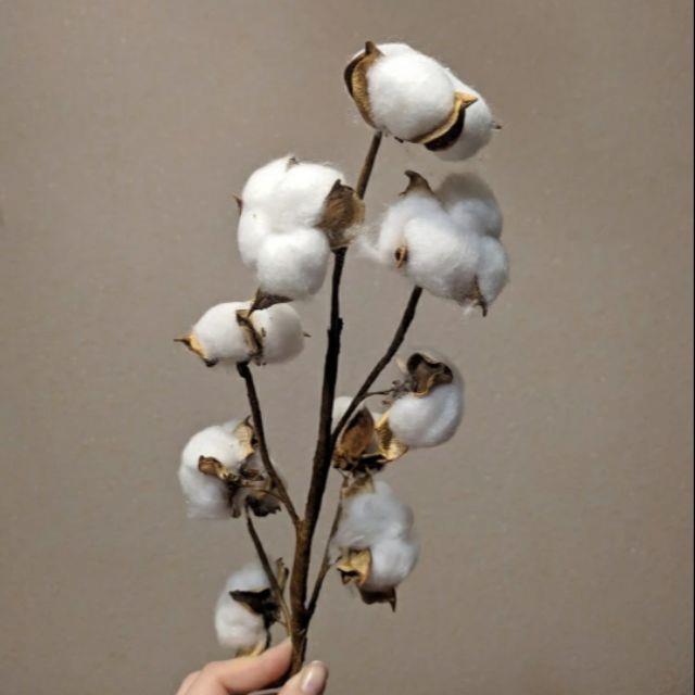 Sintesi delle più belle immagini di fiori di cotone: fiocchi di neve del cielo e della terra