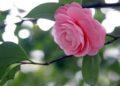 Sintetizza le immagini più belle della rosa rossa (fiore del ragno)
