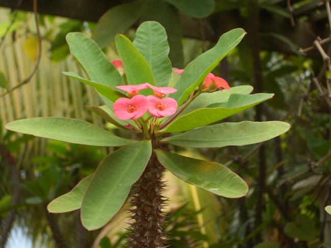 Sintesis delapan bunga kaktus pertama yang paling indah