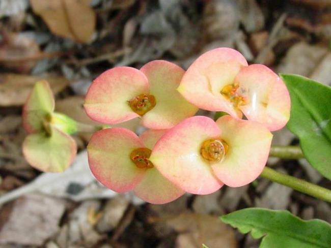 Sintesis delapan bunga kaktus pertama yang paling indah