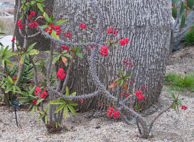 Synteza najpiękniejszych ośmiu pierwszych kwiatów kaktusa