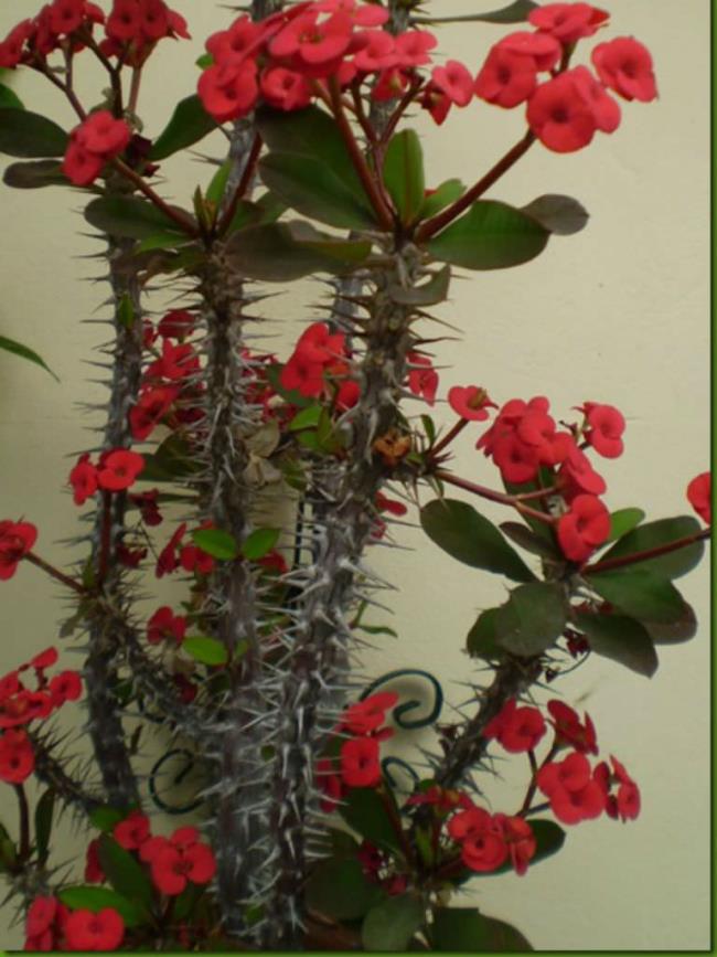 Sintesis lapan bunga kaktus pertama yang paling indah