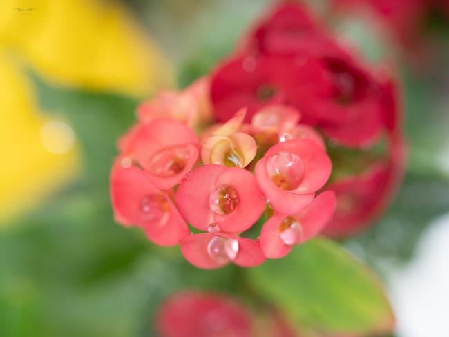 การสังเคราะห์ดอกแคคตัสแปดดอกแรกที่สวยที่สุด