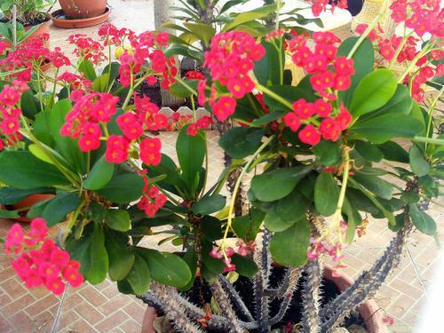 Sintesis lapan bunga kaktus pertama yang paling indah