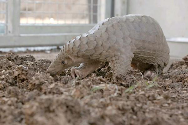 Photo synthesis of the most beautiful pangolin