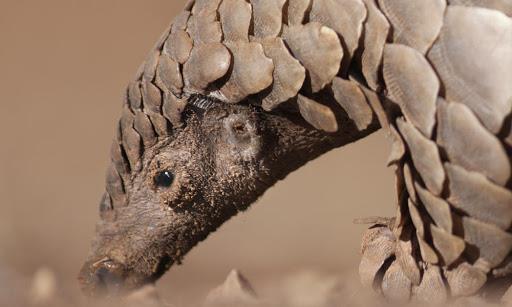 Photo synthesis of the most beautiful pangolin