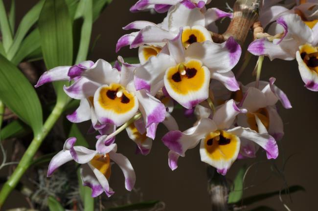 Sintetizza immagini di orchidee U Convex - Hoang Thao U convesse più belle